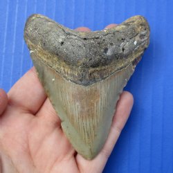 3-1/2" & 2-3/4" Megalodon Fossil Shark Tooth - $60
