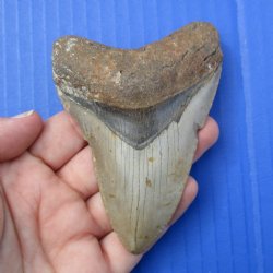 3-3/4" & 2-5/8" Megalodon Fossil Shark Tooth - $60