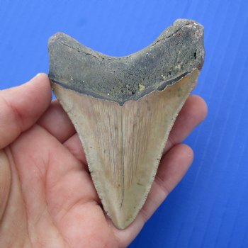 3-1/2" & 2-3/4" Megalodon Fossil Shark Tooth - $60