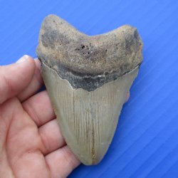 3-3/4" & 2-5/8" Megalodon Fossil Shark Tooth - $60