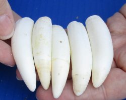 For Sale 5 pc lot Alligator teeth 2-1/2 to 2-7/8 inches - $30.00