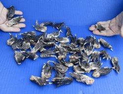 50 pc lot Preserved Alligator feet 1-1/2 to 2-1/2 inches long, available for sale $30