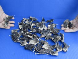 Real 50 pc lot Preserved Alligator feet 1-1/2 to 2-1/2 inches long - $30