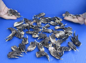 Buy Now 50 pc lot Preserved Alligator feet 1-1/2 to 2-1/2 inches long - $30