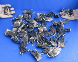 Real 50 pc lot Preserved Alligator feet 1-1/2 to 2-1/2 inches long - $30