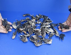 50 pc lot Preserved Alligator feet 1-1/2 to 2-1/2 inches long, available for sale $30