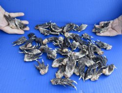 Buy Now 50 pc lot Preserved Alligator feet 1-1/2 to 2-1/2 inches long - $30