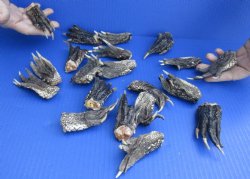 20 pc lot Preserved Alligator feet 3 to 5 inches long, buy now for $25