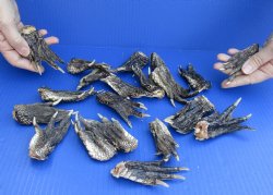 Preserved Alligator feet 3 to 5 inches long, 20 pc lot for $25