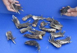 For Sale 20 pc lot Preserved Alligator feet 3 to 5 inches long $25