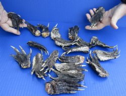 For Sale 20 pc lot Preserved Alligator feet 3 to 5 inches long $25