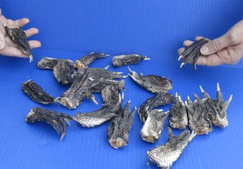 20 pc lot Preserved Alligator feet 3 to 5 inches long, available for sale $25