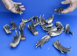 Preserved Alligator feet 3 to 5 inches long, 20 pc lot for $25