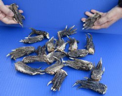 20 pc lot Preserved Alligator feet 3 to 5 inches long, available for sale $25