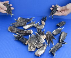 20 pc lot Preserved Alligator feet 3 to 5 inches long, Buy this now for $25