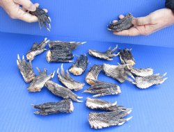 20 pc lot Preserved Alligator feet 3 to 5 inches long, Buy this now for $25