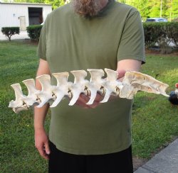 1 Piece Set  (17 inch total) of Semi-Clean Deer Vertebrae Bones - For Sale for $30