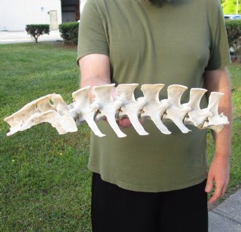 1 Piece Set  (17 inch total) of Semi-Clean Deer Vertebrae Bones - For Sale for $30