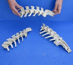 3 Piece Set  (40 inch total) of Semi-Clean Deer Vertebrae Bones - Buy Now for $60