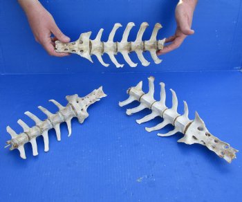3 Piece Set  (40 inch total) of Semi-Clean Deer Vertebrae Bones - Buy Now for $60