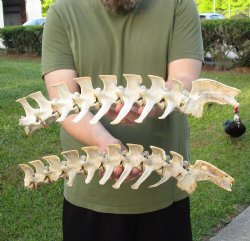 2 Piece Set  (34 inch total) of Semi-Clean Deer Vertebrae Bones - For Sale for $40
