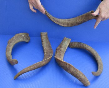 Goat Horns 16 - 18 inches - 5 pc lot for $43/lot