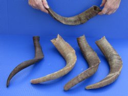 Goat Horns 16 - 18 inches - 5 pc lot for $43/lot