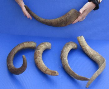 Goat Horns 14 - 18 inches - 5 pc lot for $43/lot