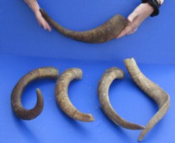 Goat Horns 14 - 18 inches - 5 pc lot for $43/lot