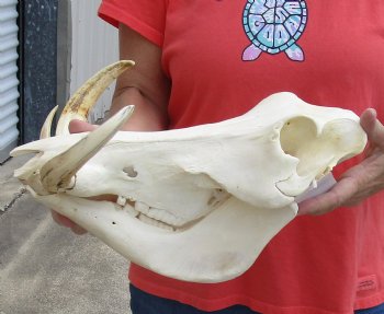 B-Grade 14 inch long African Warthog Skull for sale with 9 inch Ivory tusks - $140.00