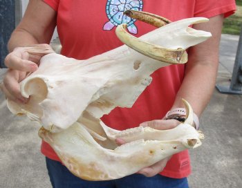 B-Grade 13 inch long African Warthog Skull for sale with 9 inch Ivory tusks - $140.00