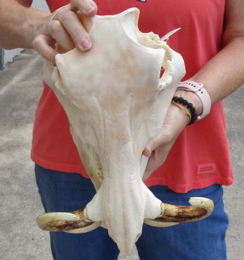 B-Grade 13 inch long African Warthog Skull for sale with 9 inch Ivory tusks - $140.00