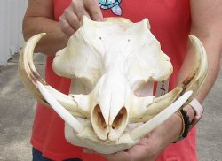 B-Grade 14 inch long African Warthog Skull for sale with 9 inch Ivory tusks - $140.00