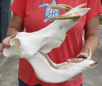Buy now B-Grade 14 inch long African Warthog Skull for sale with 8 inch Ivory tusks - $140.00
