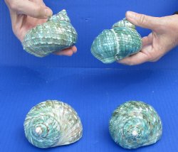 Authentic 4 piece lot of Polished green turbo for hermit crab shell - $29/lot
