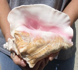 Buy this 9" Huge Pink Conch Shell for - $20