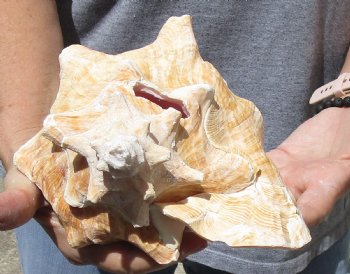 Buy this 9" Huge Pink Conch Shell for - $20