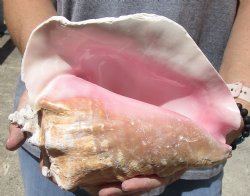 Authentic 9" Huge Pink Conch Shell for - $20