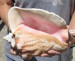 Real 9" Huge Pink Conch Shell for - $20