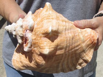 Real 9" Huge Pink Conch Shell for - $20