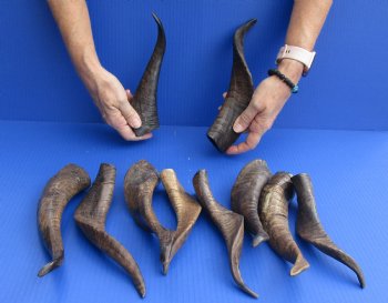 For Sale 10 pc lot Goat Horns 8 - 12 inches from India for $50/lot