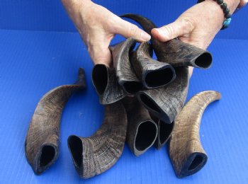 For Sale 10 pc lot Goat Horns 8 - 12 inches from India for $50/lot