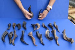 Goat Horns 4 - 6 inches from India - 20 pc lot for $50/lot