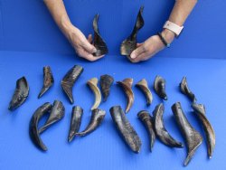 20 pc lot Goat Horns 4 - 6 inches from India for sale $50/lot