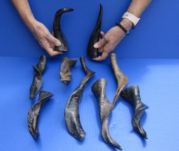 10 pc lot Goat Horns 8 - 12 inches from India available for sale $50/lot