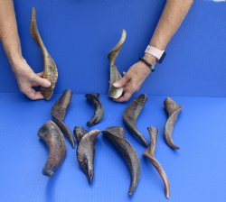 10 pc lot Goat Horns 8 - 12 inches from India available for sale $50/lot
