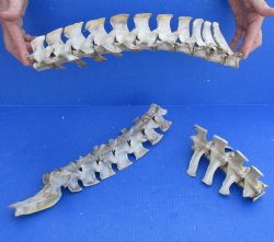 3 Piece Set  (40 inch total) of Semi-Clean Deer Vertebrae Bones - Available for Sale for $60