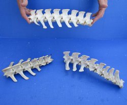 3 Piece Set  (35 inch total) of Semi-Clean Deer Vertebrae Bones - Buy Now for $60