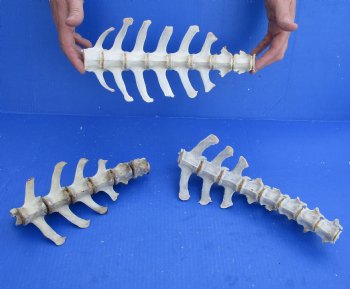 3 Piece Set  (35 inch total) of Semi-Clean Deer Vertebrae Bones - Buy Now for $60
