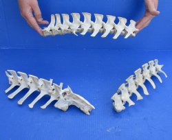 3 Piece Set  (41 inch total) of Semi-Clean Deer Vertebrae Bones - For Sale for $70